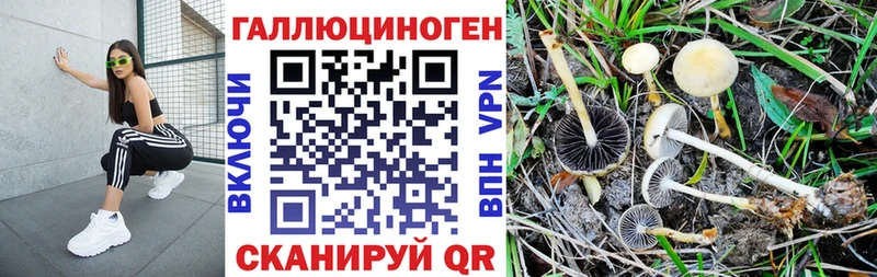 Купить  Семикаракорск  Галлюциногенные грибы Psilocybe 